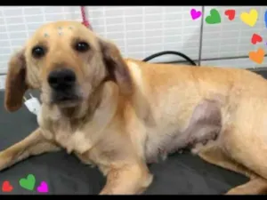 Cachorro raça SRS idade 1 ano nome Princesa