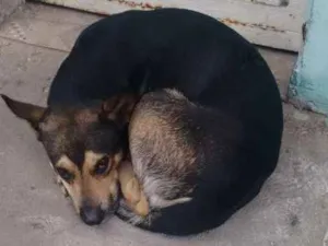 Cachorro raça Vira lata idade 3 anos nome Sem nome