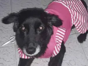 Cachorro raça Vira lata idade 6 ou mais anos nome Talita 