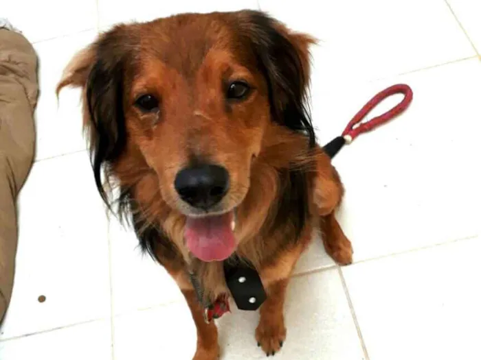 Cachorro ra a  idade 1 ano nome Toddy 