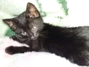 Gato raça Nao definida idade Abaixo de 2 meses nome Nao definido