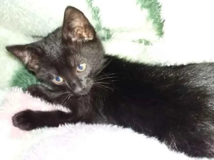 Gato ra a Nao definida idade Abaixo de 2 meses nome Nao definido