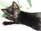 Gato raça Nao definida idade Abaixo de 2 meses nome Nao definido