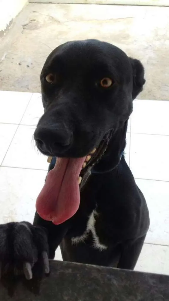 Cachorro ra a Labrador idade 3 anos nome Aquiles