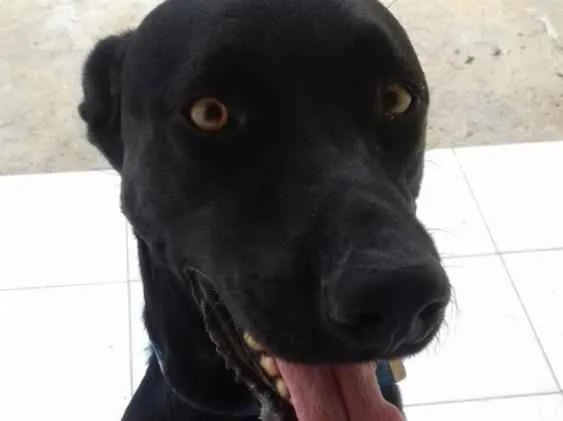 Cachorro ra a Labrador idade 3 anos nome Aquiles