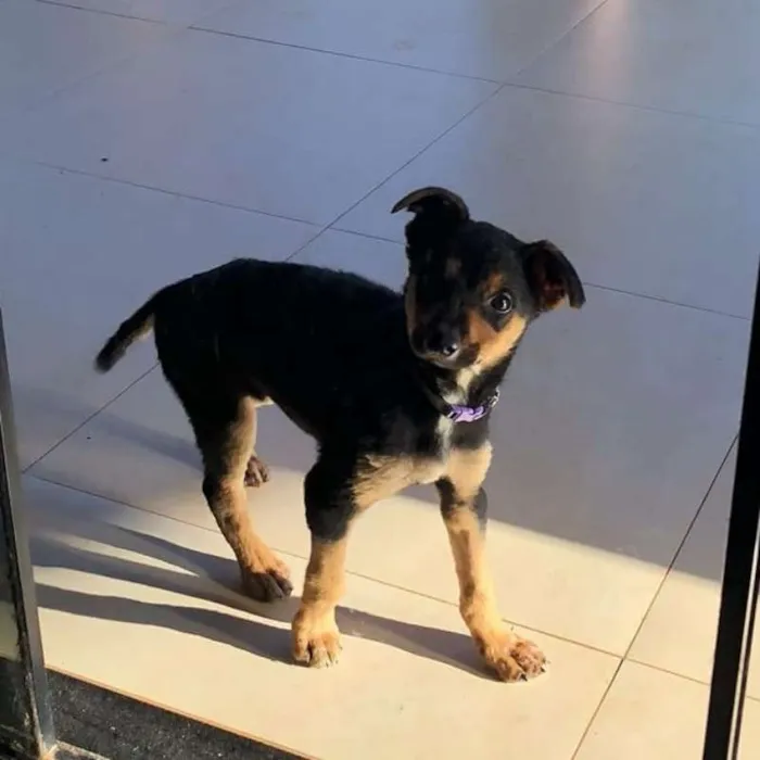 Cachorro ra a SRD idade 2 a 6 meses nome Banguela