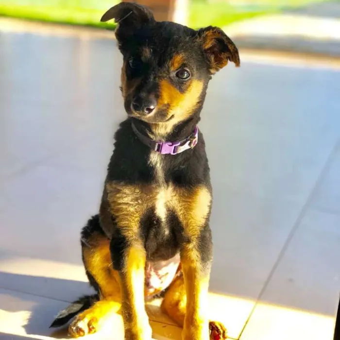Cachorro ra a SRD idade 2 a 6 meses nome Banguela