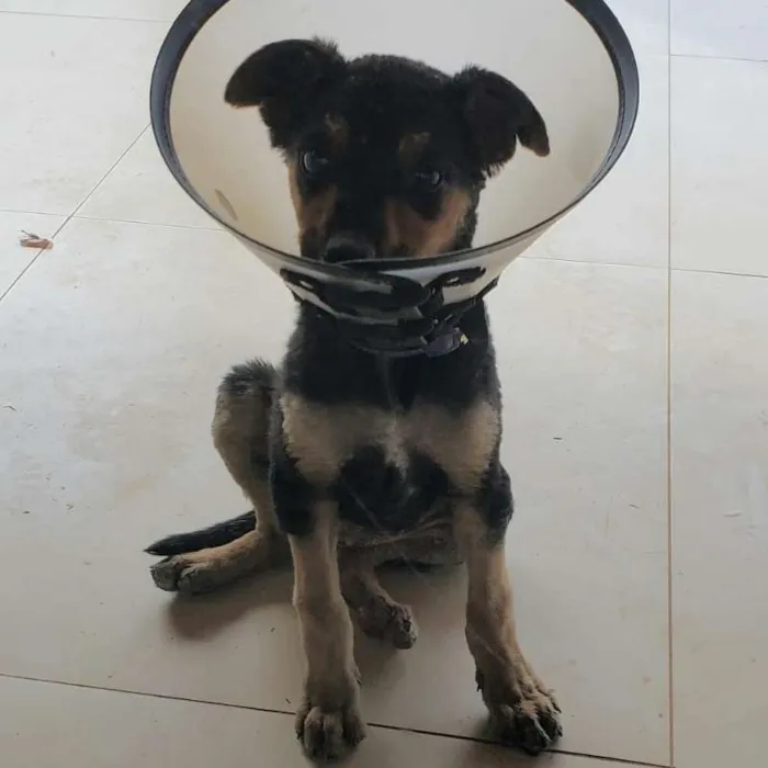 Cachorro ra a SRD idade 2 a 6 meses nome Banguela