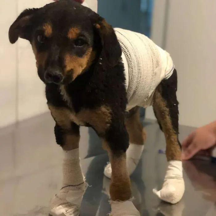 Cachorro ra a SRD idade 2 a 6 meses nome Banguela