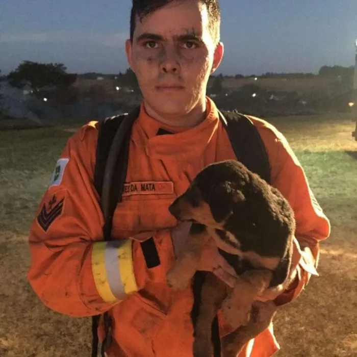 Cachorro ra a SRD idade 2 a 6 meses nome Banguela