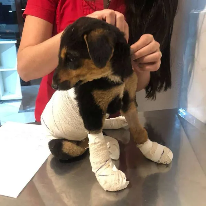 Cachorro ra a SRD idade 2 a 6 meses nome Banguela