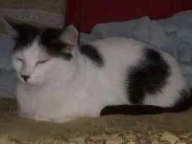 Gato raça Viralata idade 7 a 11 meses nome Hanna