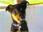 Cachorro raça SRD idade 2 a 6 meses nome Banguela
