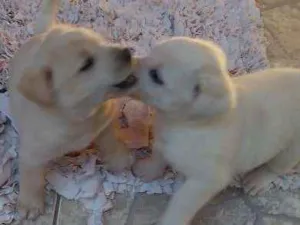 Cachorro raça SDR idade Abaixo de 2 meses nome Sem nom