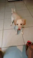 Floquinho