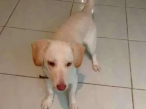 Cachorro raça Labrador com vira lata idade 3 anos nome Floquinho