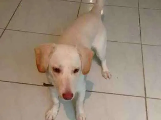 Cachorro ra a Labrador com vira lata idade 3 anos nome Floquinho