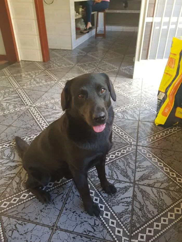 Cachorro ra a Labrador mestiço idade 3 anos nome Maty 