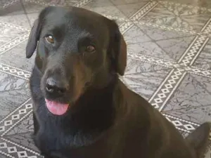 Cachorro raça Labrador mestiço idade 3 anos nome Maty 