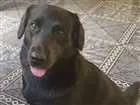 Cachorro raça Labrador mestiço idade 3 anos nome Maty 