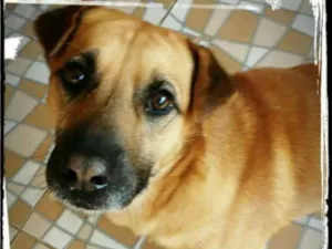 Cachorro raça Mestiço de Sharpei  idade 4 anos nome Colt