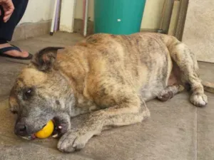 Cachorro raça Vira-lata idade 6 ou mais anos nome Tigrão