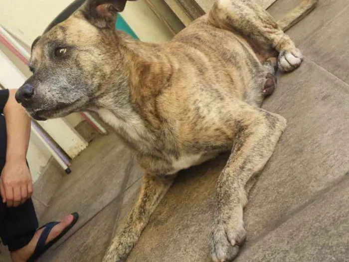 Cachorro ra a Vira-lata idade 6 ou mais anos nome Tigrão