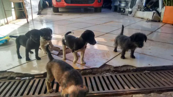 Cachorro ra a indefinida idade 2 a 6 meses nome Sem nome