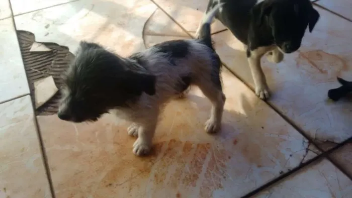 Cachorro ra a indefinida idade 2 a 6 meses nome Sem nome