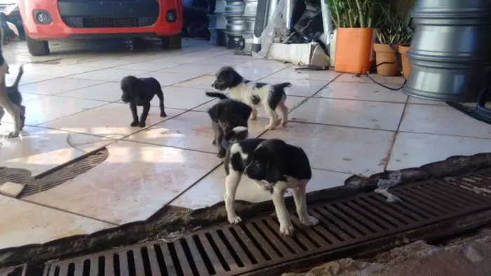 Cachorro ra a indefinida idade 2 a 6 meses nome Sem nome