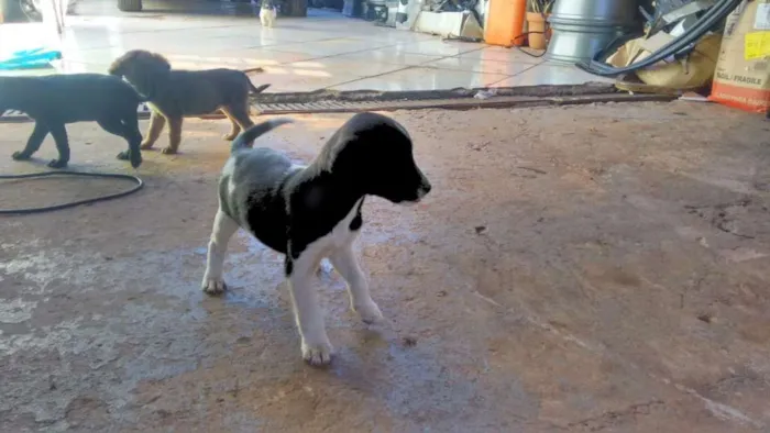 Cachorro ra a indefinida idade 2 a 6 meses nome Sem nome