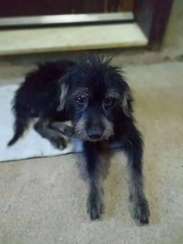 Cachorro raça  idade 3 anos nome Tunico