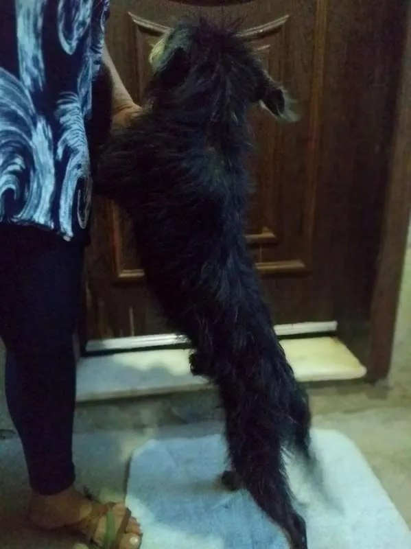 Cachorro raça  idade 3 anos nome Tunico