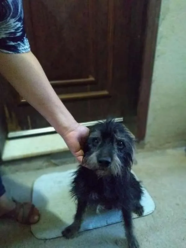 Cachorro raça  idade 3 anos nome Tunico