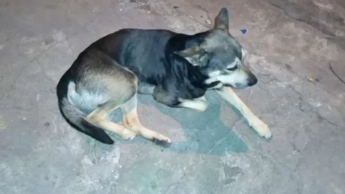 Cachorro ra a Vira lata idade 3 anos nome Sem nome