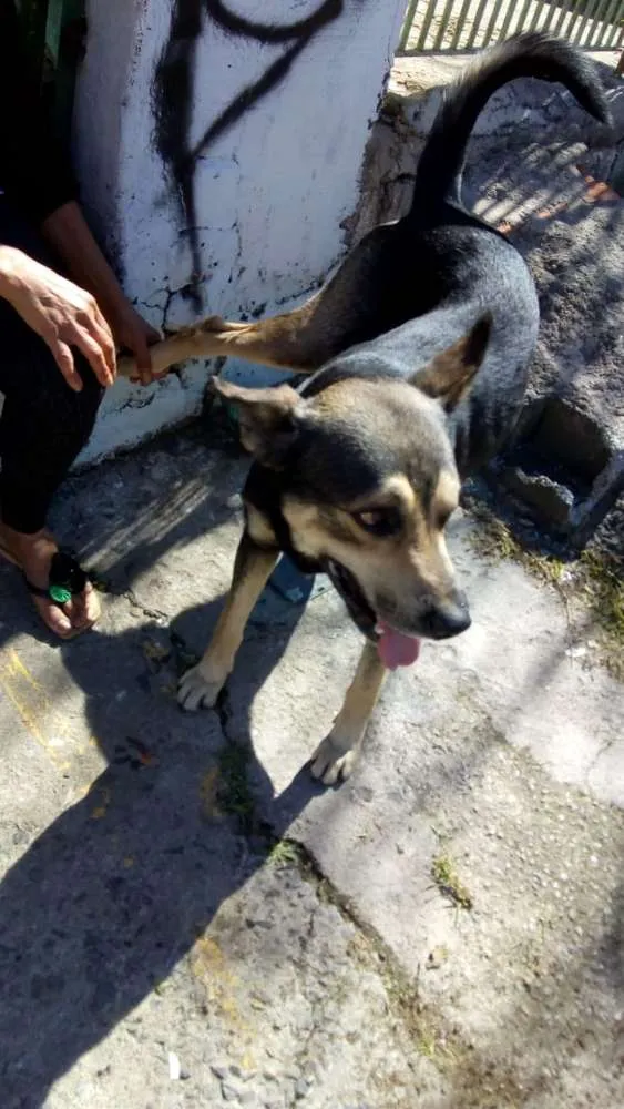 Cachorro ra a Vira lata idade 3 anos nome Sem nome