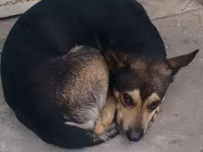 Cachorro ra a Vira lata idade 3 anos nome Sem nome