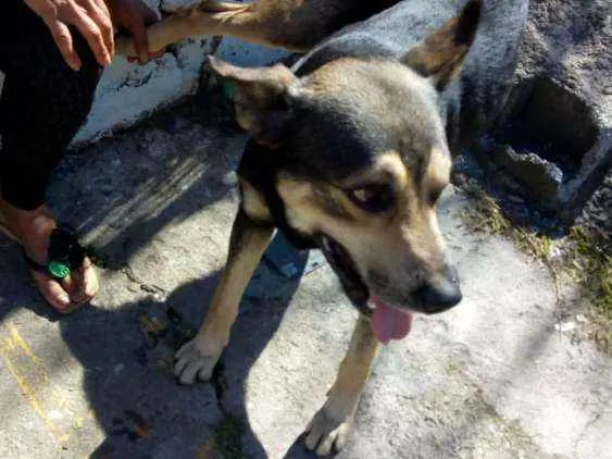 Cachorro ra a Vira lata idade 3 anos nome Sem nome