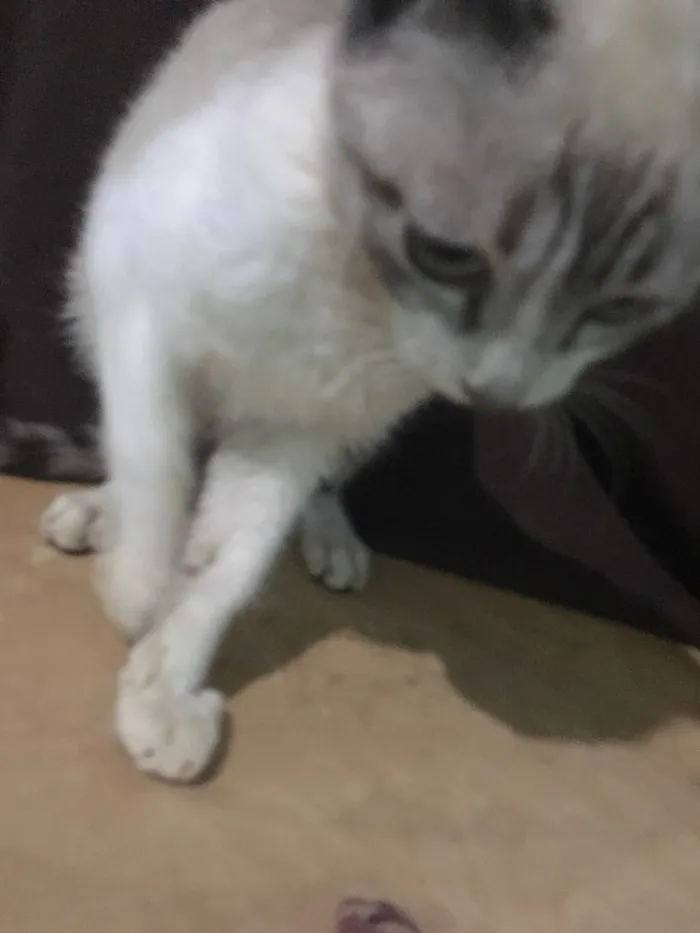 Gato ra a SRD idade 7 a 11 meses nome Canadá 