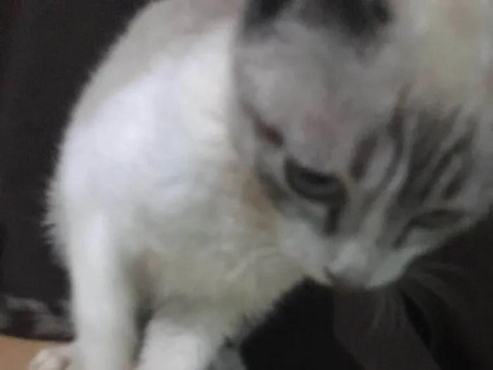 Gato ra a SRD idade 7 a 11 meses nome Canadá 