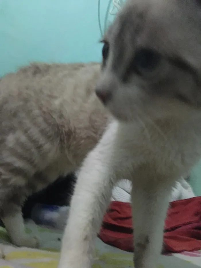 Gato ra a SRD idade 7 a 11 meses nome Canadá 