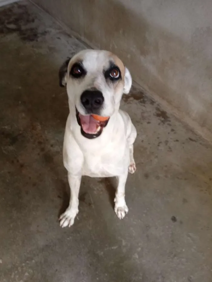 Cachorro ra a Indefinida  idade 6 ou mais anos nome Maylon