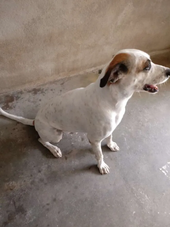 Cachorro ra a Indefinida  idade 6 ou mais anos nome Maylon