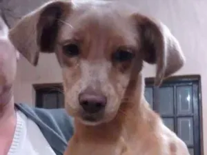 Cachorro raça Indefinida idade 2 a 6 meses nome Sem nome