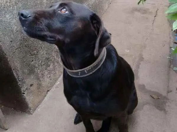 Cachorro ra a SRD idade 3 anos nome Nic