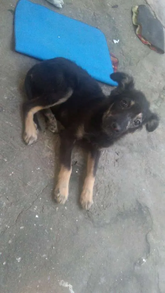 Cachorro raça Srd idade 2 a 6 meses nome Belinha