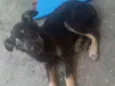 Belinha