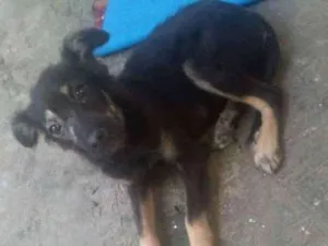 Cachorro raça Srd idade 2 a 6 meses nome Belinha