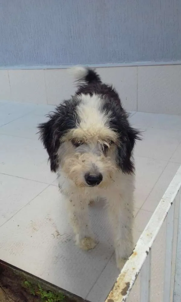 Cachorro raça Místico idade 7 a 11 meses nome Sem nome