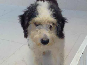 Cachorro raça Místico idade 7 a 11 meses nome Sem nome